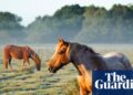 Horse meat set to be banned in Italy amid draft equine bill | Italy
