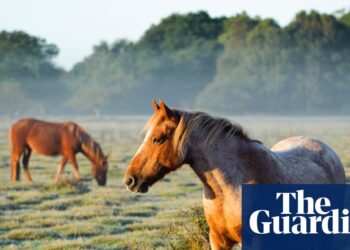 Horse meat set to be banned in Italy amid draft equine bill | Italy