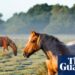 Horse meat set to be banned in Italy amid draft equine bill | Italy