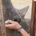 Animal Experts Employ ‘Ridiculous’ Plan To Help Wild Rhino See