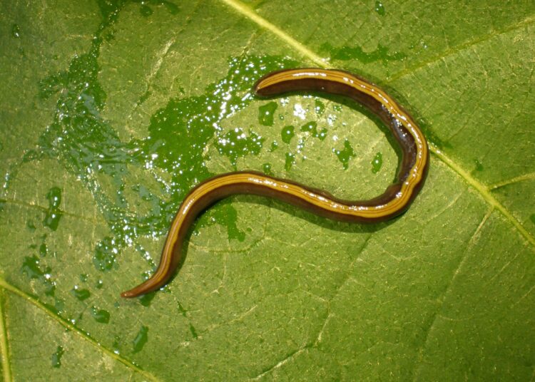 Your Dog or Cat Might Be Spreading an Invasive Flatworm