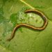 Your Dog or Cat Might Be Spreading an Invasive Flatworm
