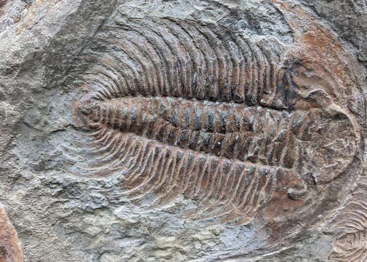 Scientists Find Key Building Block of Life in 500-Million-Year-Old Fossils
