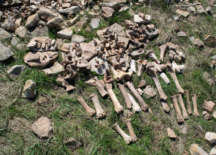 Scientists Solve the Mystery of an Abandoned 1100-Year-Old Bison Hunting Site