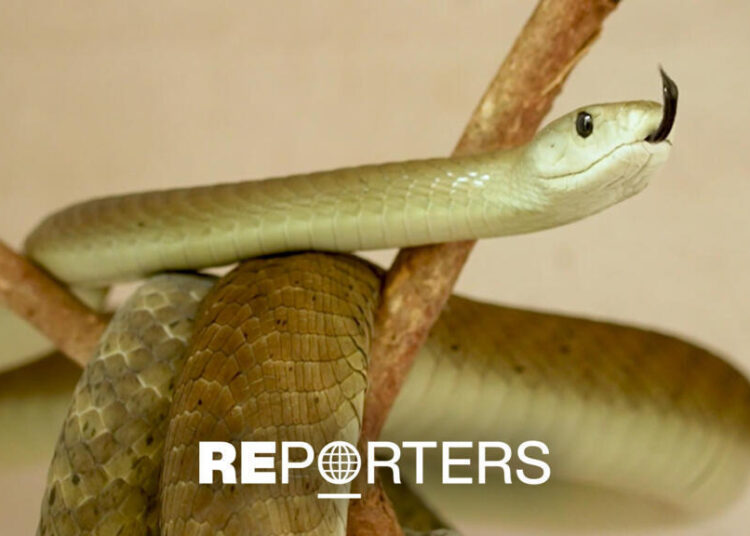Kenya declares war on snakebites