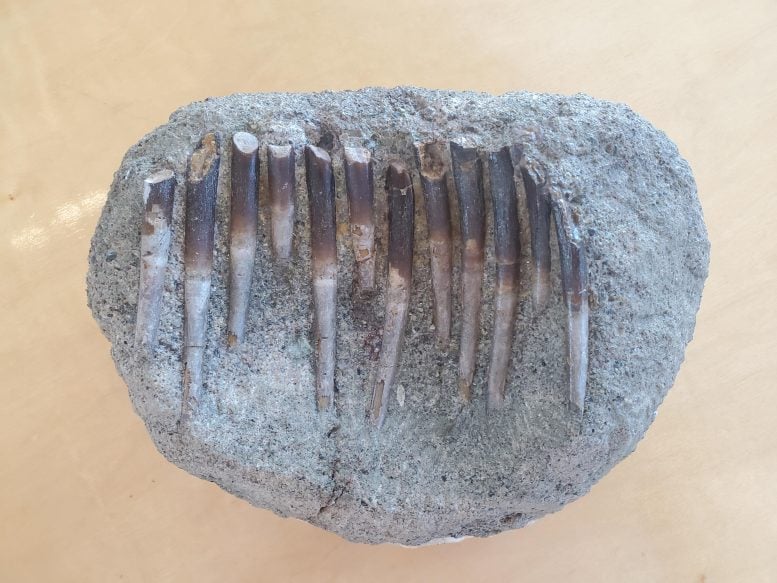 A Set of Diplodocus Teeth
