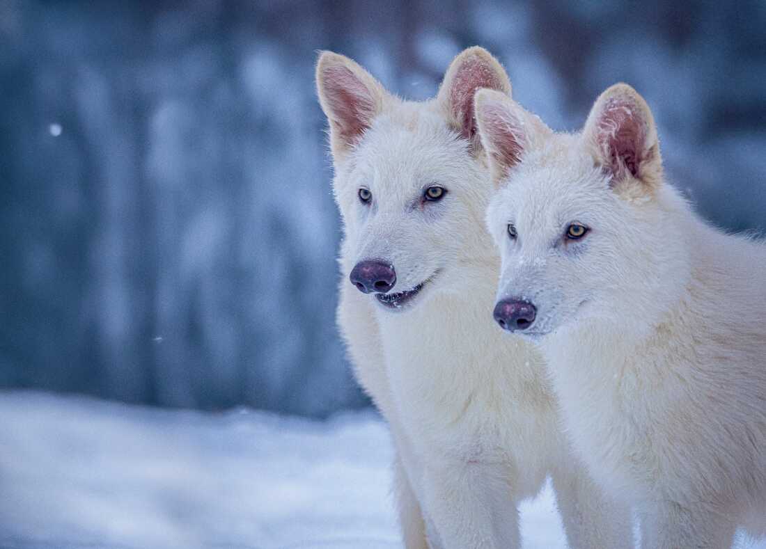 Romulus and Remus, the pups with dire wolf traits that were bred by Colossal Biosciences, are pictured at three months old. They have white fur and pink ears.