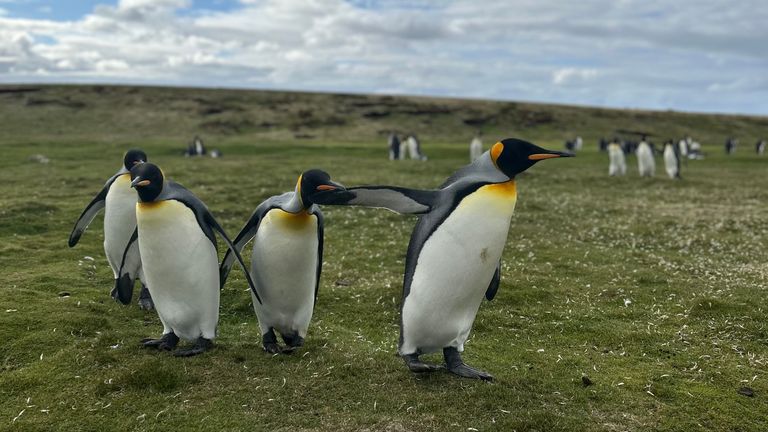 A group of penguins moving across the grass on the Falklands. A picture taken from Thomas Moore's Falklands piece.