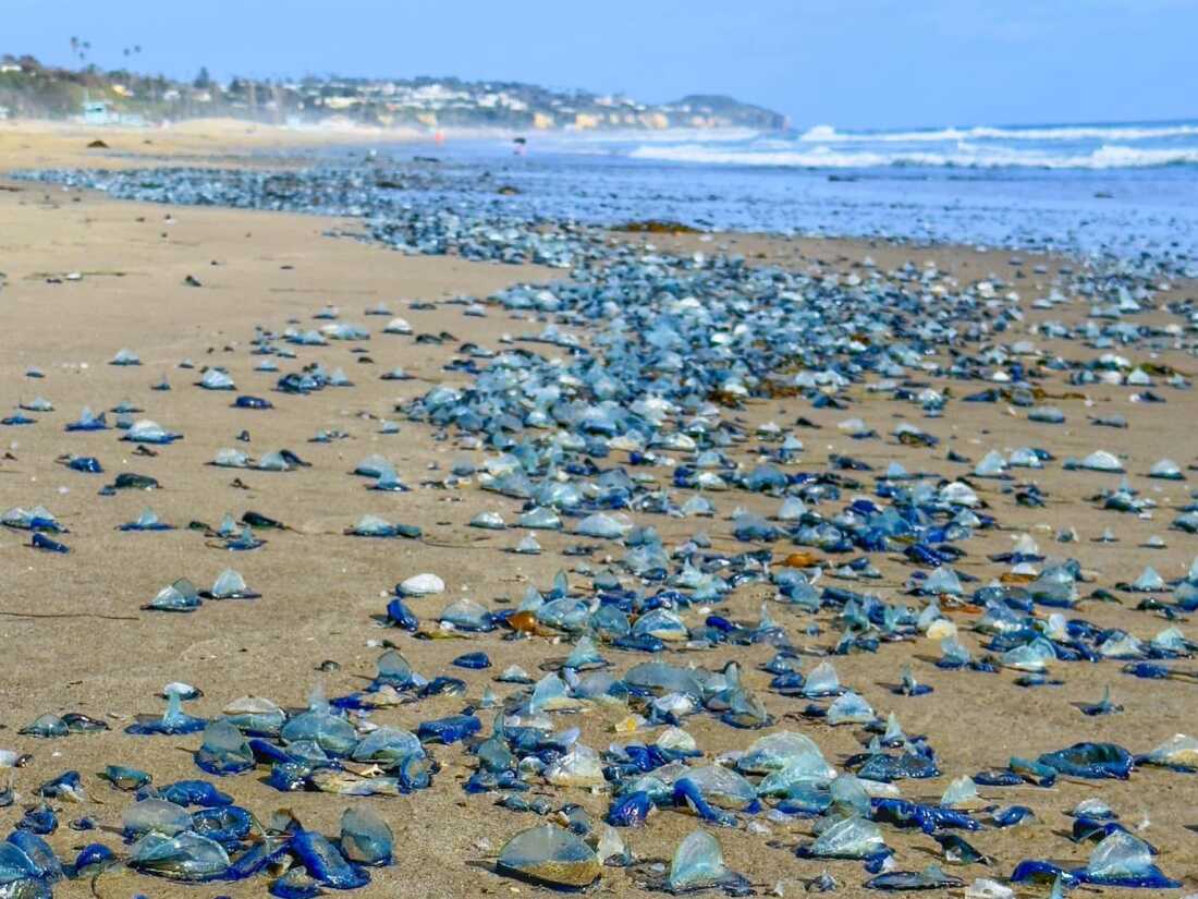 Emily Scher told NPR she was delighted to see the return of velellas in Malibu, California. “They looked like blue diamonds strewn across the beach. It was like these gems, and they’re so brilliant blue,” she said.