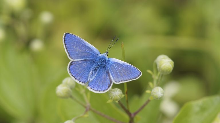 A Common Blue butterfly