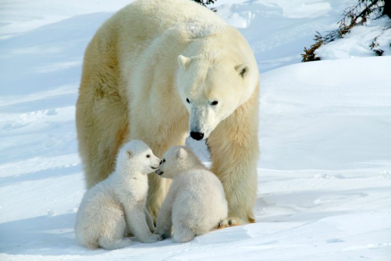 Polar Bear Momma Cubs