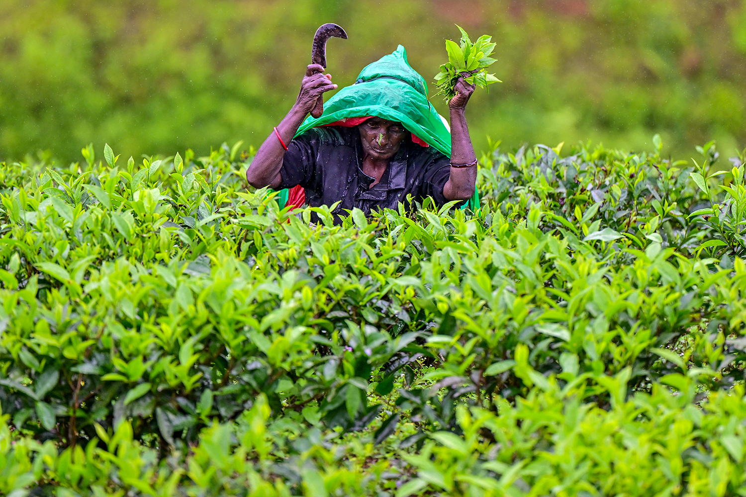 A woman with a large green hood over her head holds up a curved tool with one hand and tea leaves in another as she works surrounded by green leaves in a field.