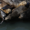 A seafood bounty lures sea lions to S.F.'s Pier 39 in numbers not seen in 15 years