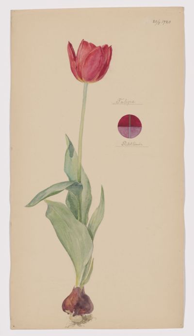 Hilma af Klint's depiction of a Tulip.