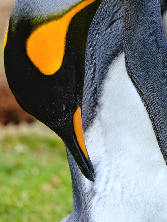 Penguins on the Falklands Islands from Tom Clarke VT.