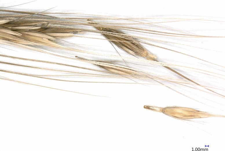 Specimen of Wild Barley