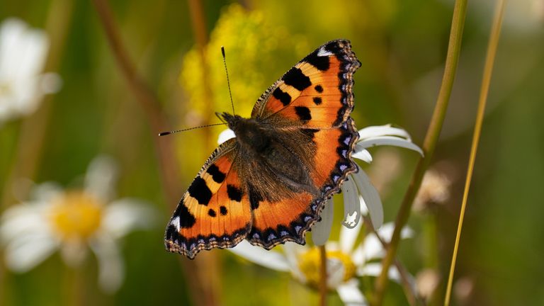 NOTE: This handout photo may only be used in for editorial reporting purposes for the contemporaneous illustration of events, things or the people in the image or facts mentioned in the caption. Reuse of the picture may require further permission from the copyright holder.
...
File photo dated 26/06/23 of a tortoiseshell butterfly in the wildflower meadow at King's College in Cambridge.