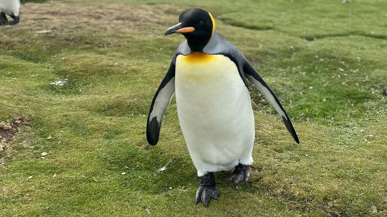 A penguin walking up a green slope in the Falklands for Thomas Moore's Falklands piece.