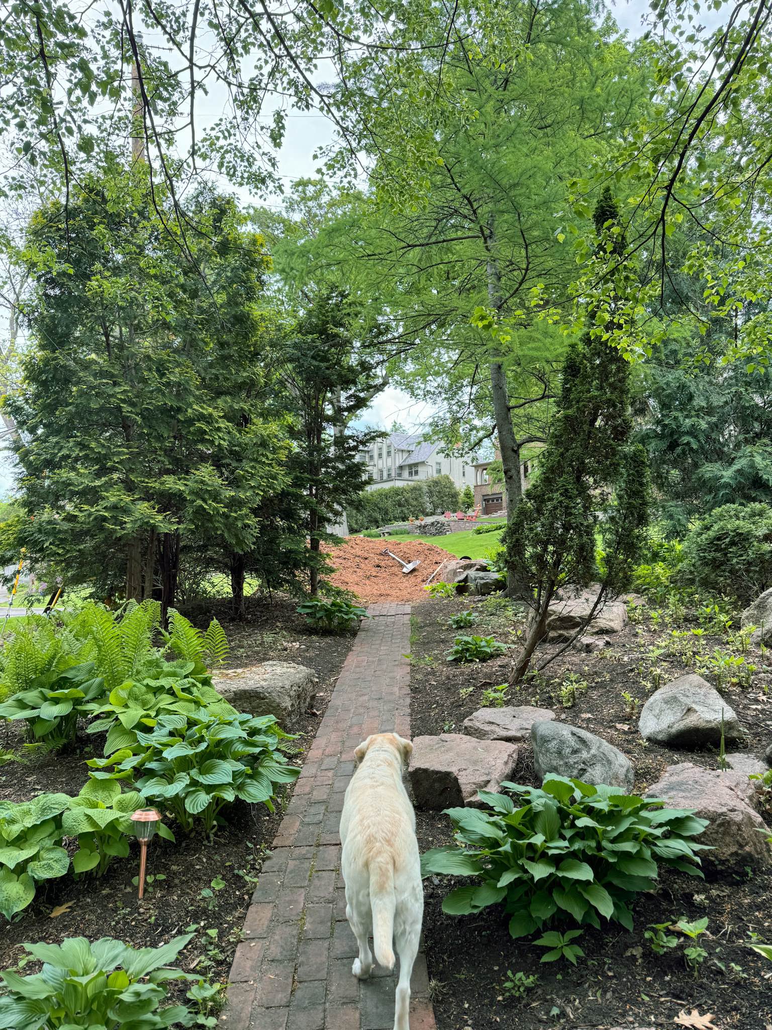 A yellow lab wanders down a brick path in a garden full of lush greenery