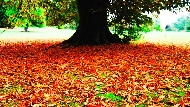 A 'false autumn' can stress trees, causing them to shed leaves prematurely. Pic: Devon Wildlife Trust/PA
