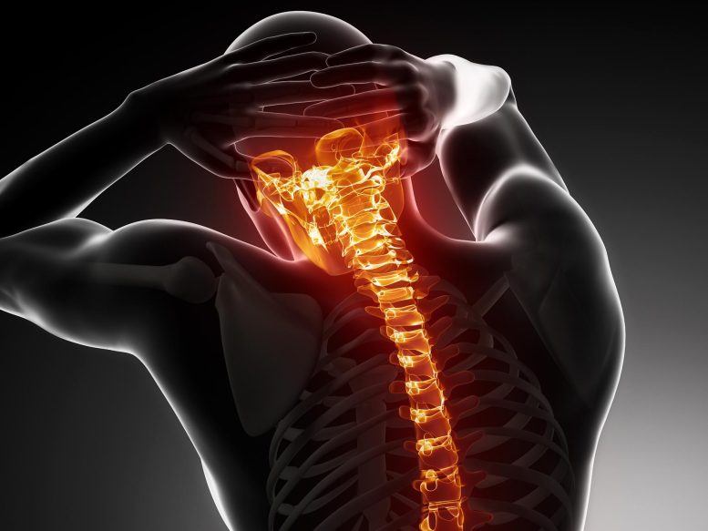Neck Pain Spinal Cord Anatomy