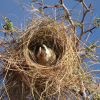 A white-browed sparrow weaver inspects a roost under construction, after just receiving some grass brought by another member of its group.