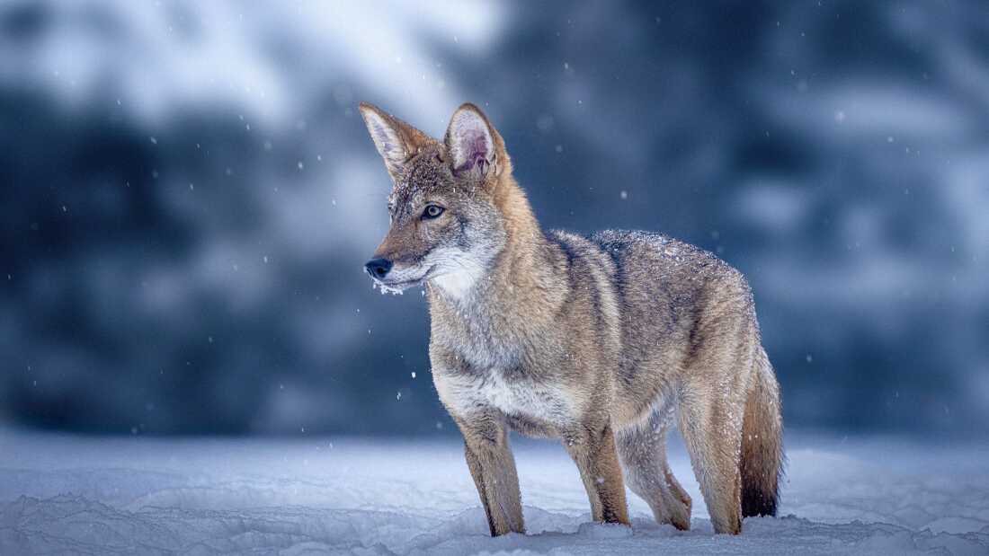 Hope, one of the red wolf clones bred by Colossal, is seen at four months of age. The company said its technology could be used to help endangered species rebound.