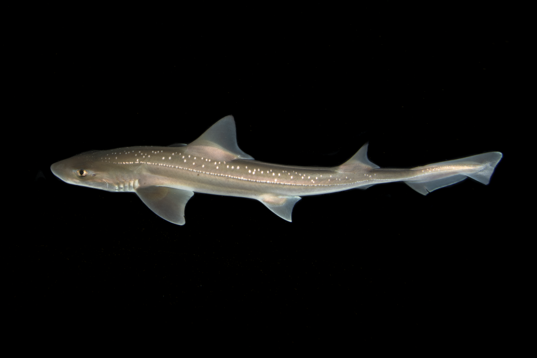 The rig shark is a small species of shark, growing to just about 5 feet in length. Scientists found it made a sound like a crackle of electricity when held.