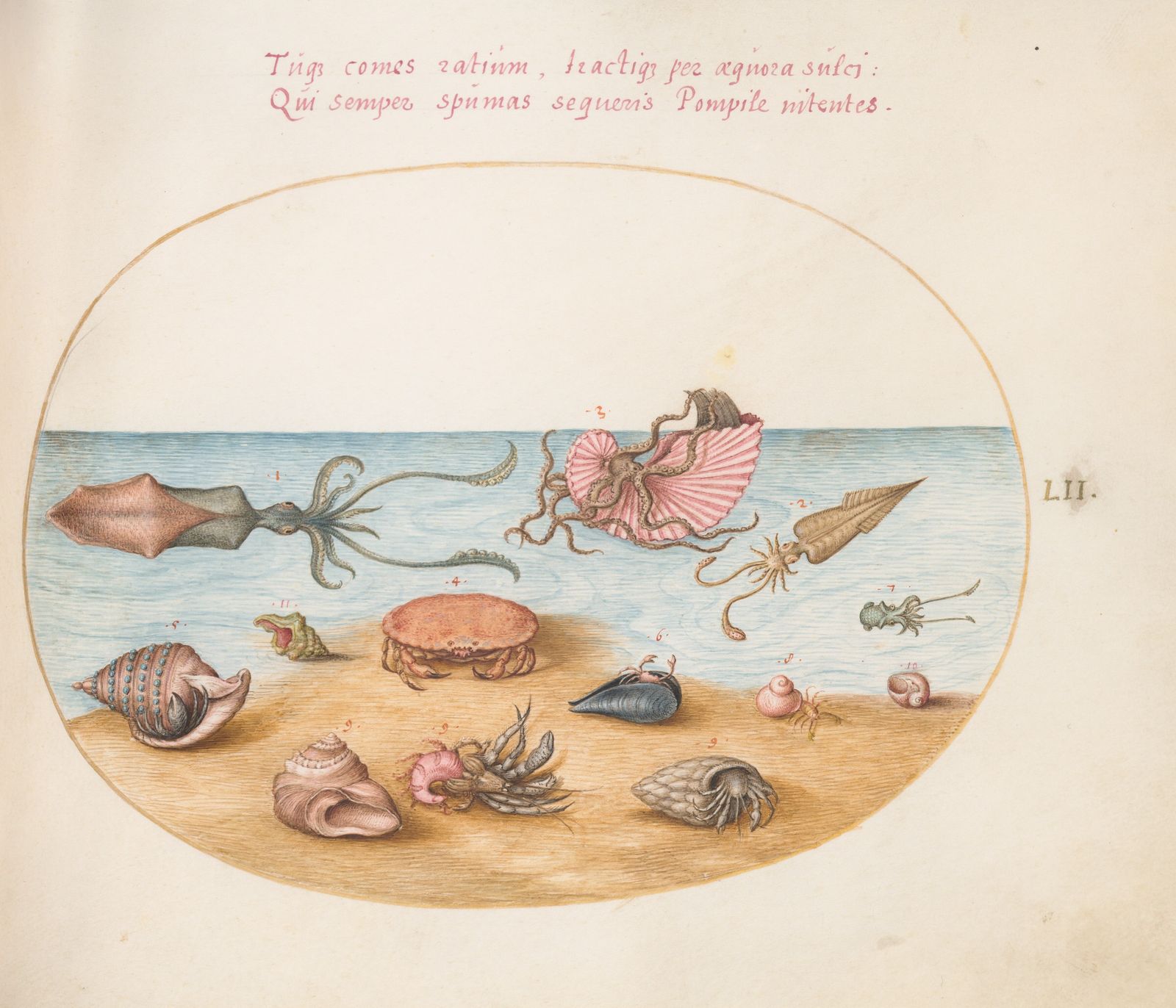 Image may contain Art Painting Animal Invertebrate Sea Life and Seashell