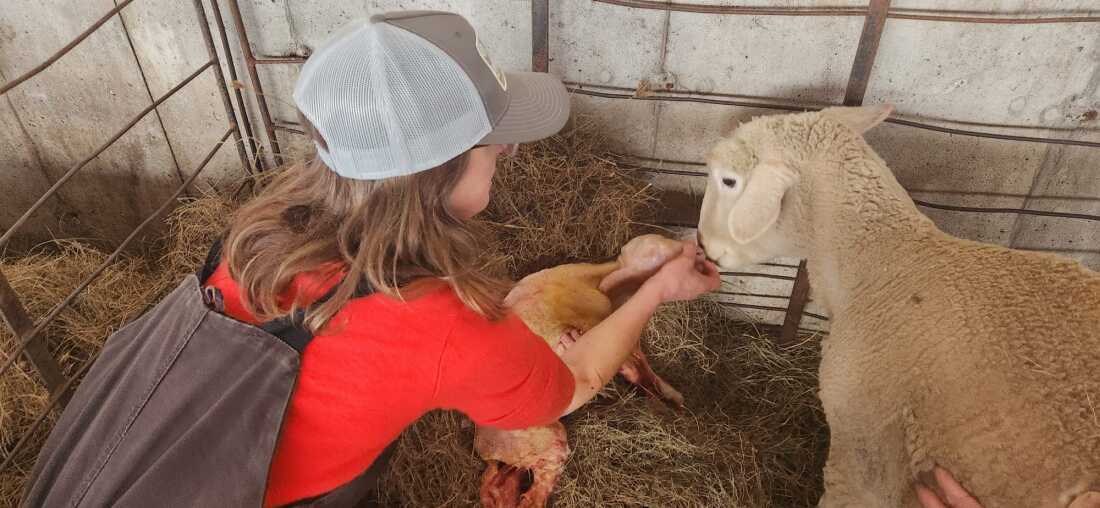 A key part of the lambing process is bonding the ewes with their newborns, so they will nourish and care for the young.