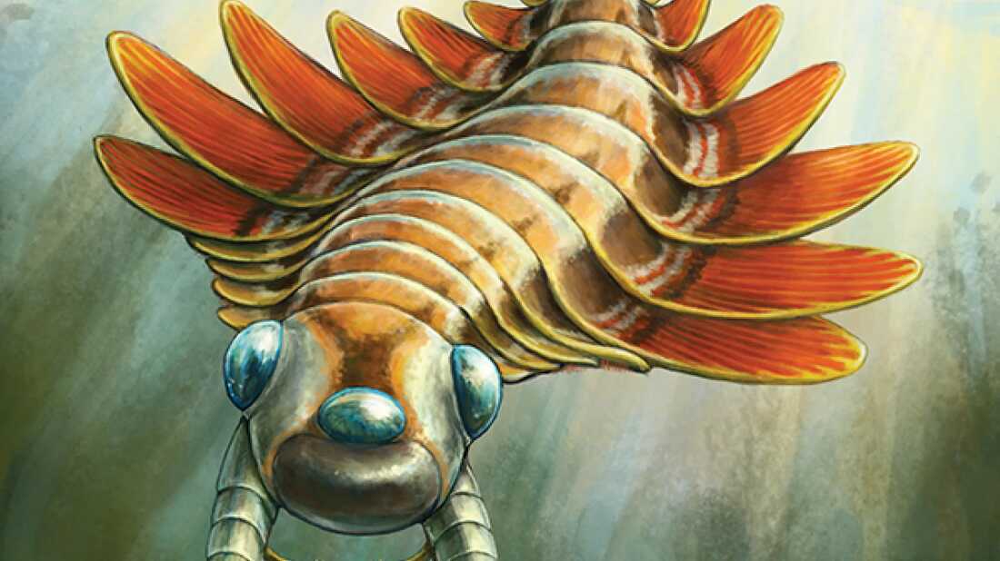 Life reconstruction of Mosura fentoni, art by Danielle Dufault.