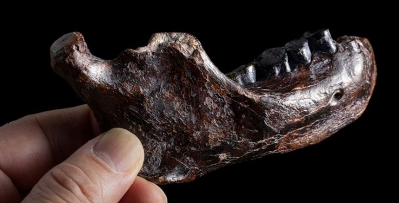 Photograph of the Right Side of the Mandible of Penghu