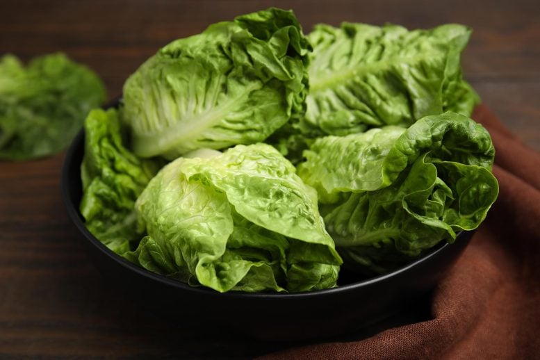Bowl of Fresh Green Romaine Lettuce