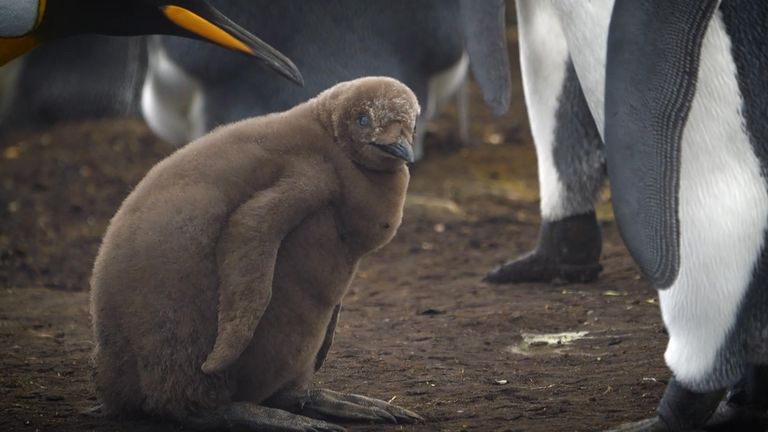 A baby penguin in Tom Clarke's video about penguins in the Falklands.