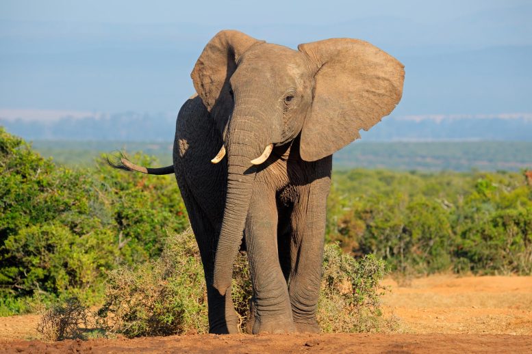 African Elephant Solo