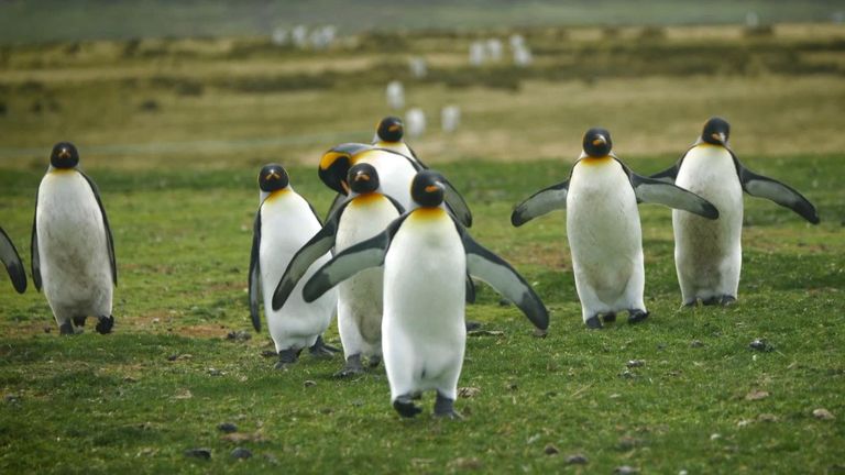 A group of penguins waddling along in Tom Clarke's penguins in the Falklands video.