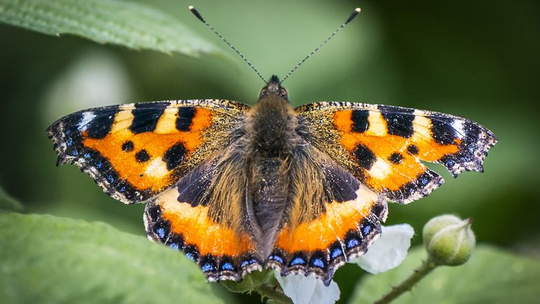 NOTE: This handout photo may only be used in for editorial reporting purposes for the contemporaneous illustration of events, things or the people in the image or facts mentioned in the caption. . Reuse of the picture may require further permission from the copyright holder.

File photo dated 14/06/22 of a butterfly in West Haddlesey, North Yorkshire. 