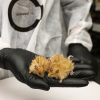 A woolly mouse, a breed created by scientists using genetical modifications.