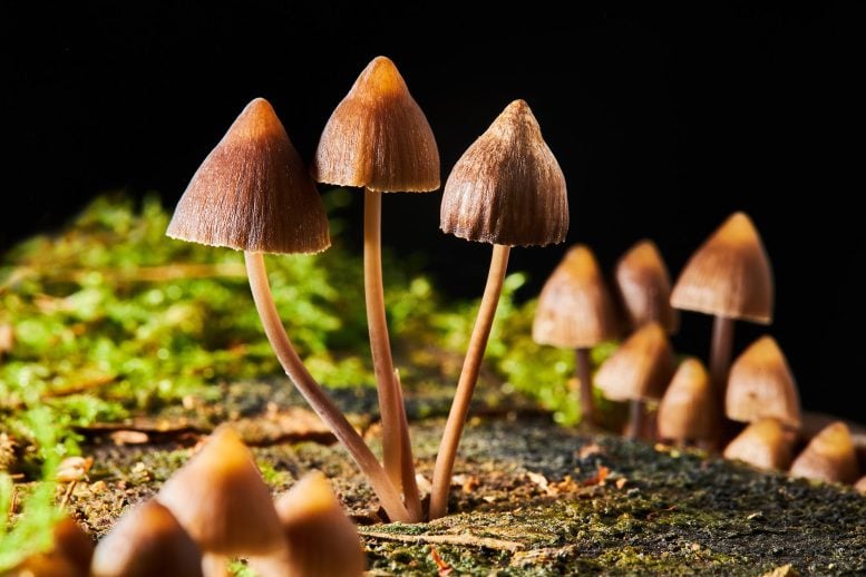 Psilocybe semilanceata Mushrooms