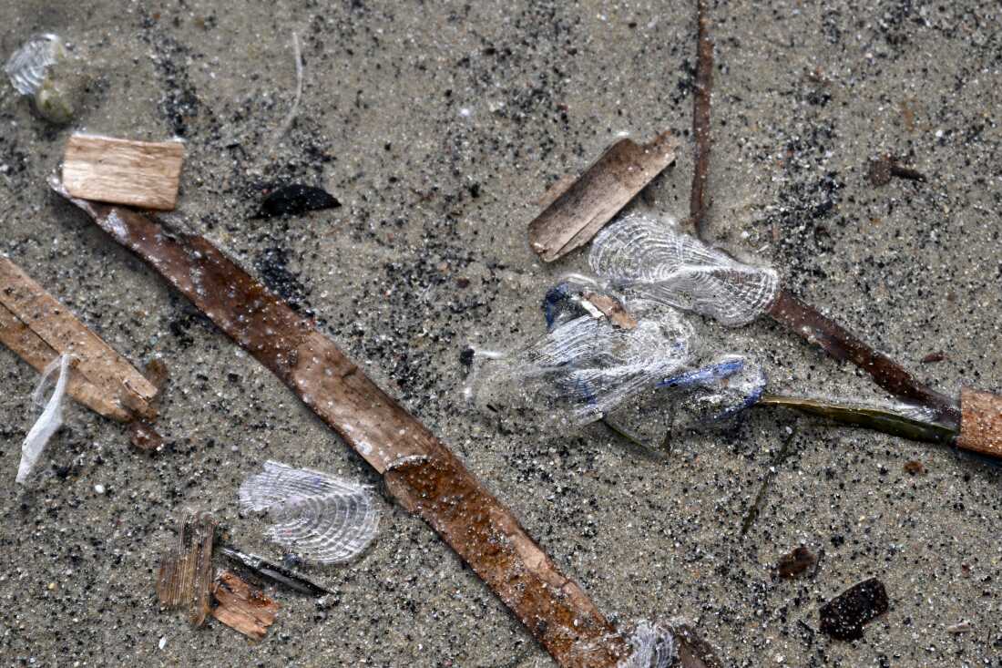 Once they wash up, beachcombers only have a few hours to enjoy their colorful display. They begin to dry out and decompose as soon as they’re out of the water. Their vivid hues disappear, leaving behind piles of plastic-like, crunchy remnants.