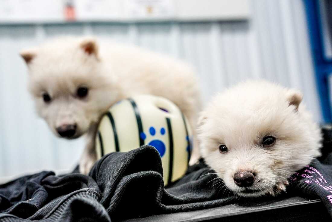 Romulus and Remus are tiny fluffy white pups, with black noses and eyes and tiny ears. 