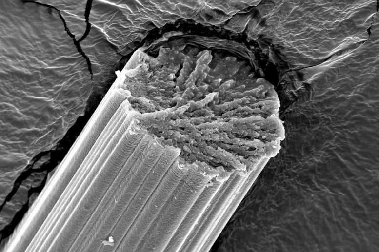 Fibers From Engineered Spider Silk SEM Image