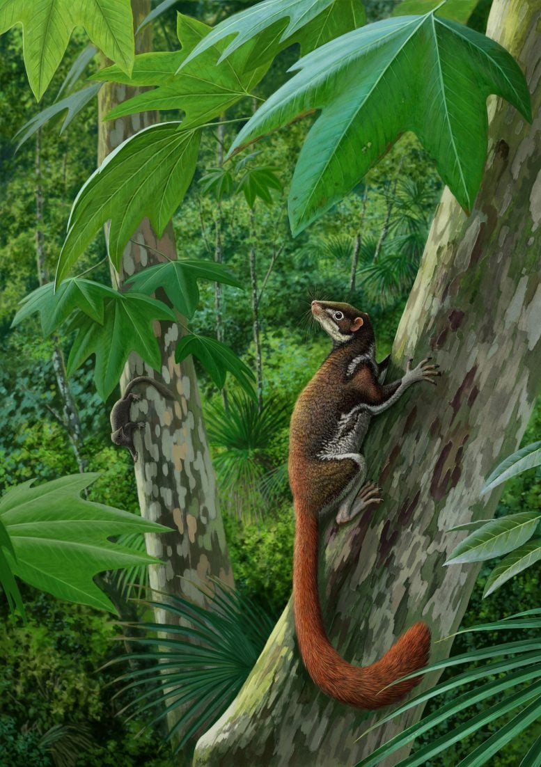 Reimagined Scientific Illustration of Mixodectes Pungens