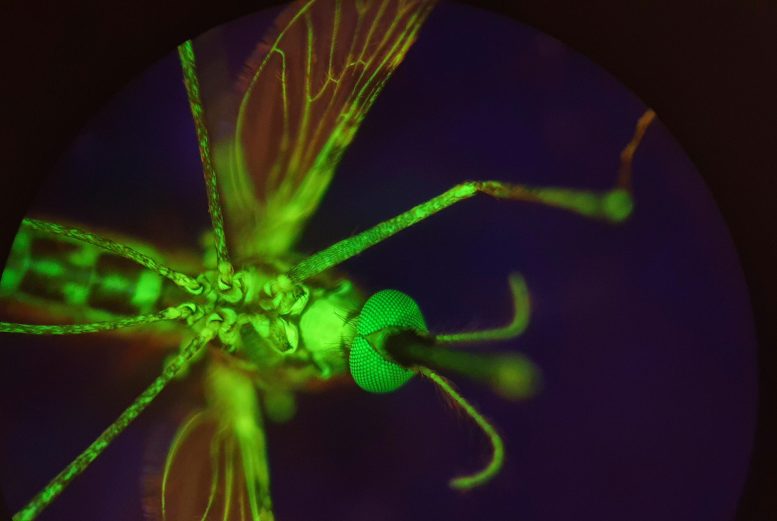 Glow in the Dark Mosquito