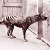 A plan to bring the Tasmanian tiger back from extinction raises questions