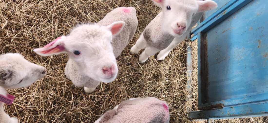 Imagine being swarmed by long-legged, clumsy little poodles. This is what lambing season feels like on a northern New York Farm.