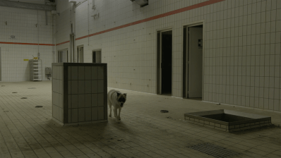 A dog walks around in a large empty tiled room.
