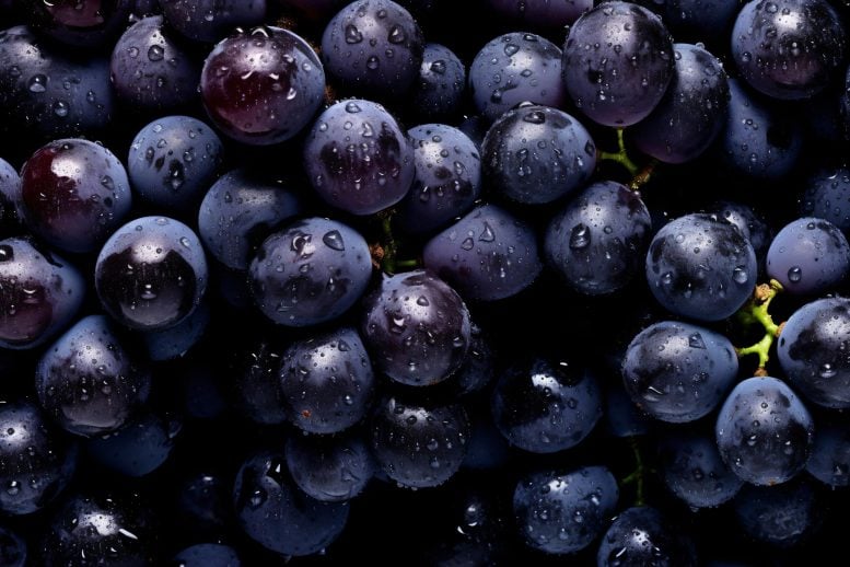 Fresh Grapes Close Up