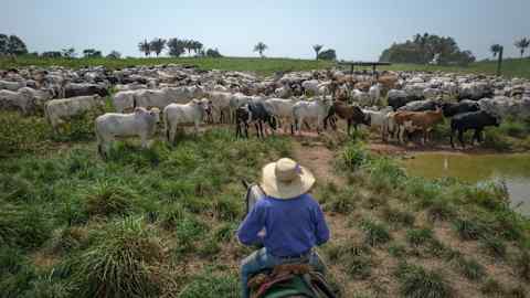 Ranchers herd cattle on a farm in Xinguara, Brazil