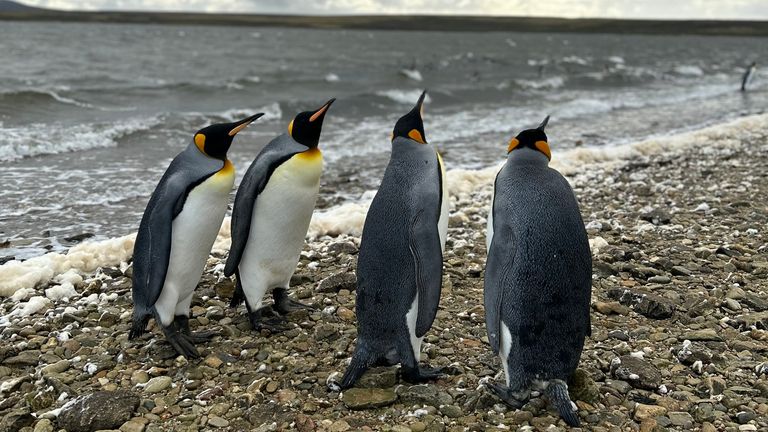 Four penguins, stood near the sea, on the beach, looking to the sky. From Moore's Falklands piece.